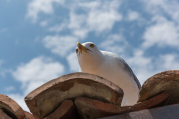 seagull on blue sky