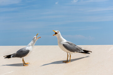 seagulls on the beach