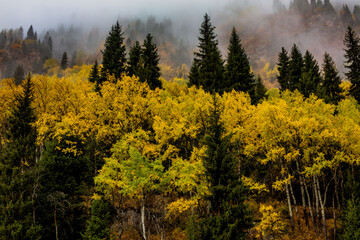autumn forest in the morning