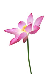 Isolated pink waterlily or lotus plant with clipping paths.