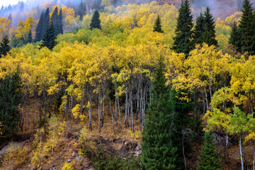 autumn forest in the mountains