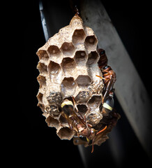 close up of hornets nest - obrazy, fototapety, plakaty