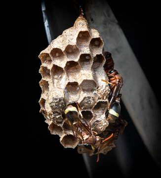 close up of hornets nest