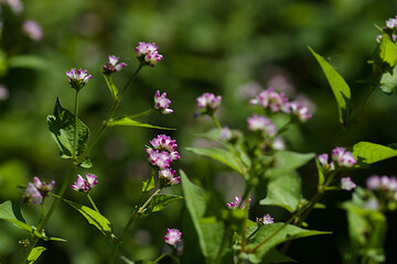 flowers on a meadow