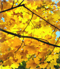 Naklejka na ściany i meble Under the autumn maple crown. Yellow maple leaves. Watercolour. Digital painting - illustration. Natural landscape.