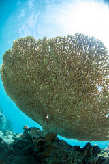 coral reef in sea