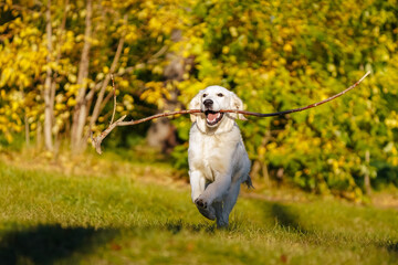 Happy golden retriever puppy runs with a long stick in his teeth through a dog park against the...