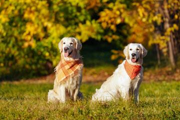 Two golden retrievers in bright bandanas are sitting in a field against the background of sun-drenched autumn trees. Grownup and young dogs. Training dogs outside