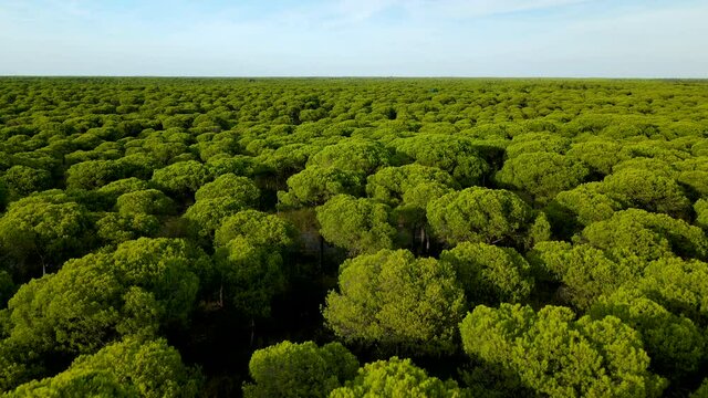 Stone Pine Forest (Pinus pinea) of Cartaya or Campo Comun at sunset With Blue Sky, copy space - aerial slow flyover