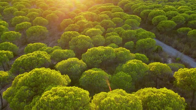 Sunset Light Spreaded Over Stone Pine Forest in Cartaya, Back Lit Italian Umbrella Treetops - Aerial Pull Back Drone Flight