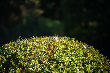 little bird on a tree