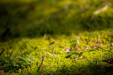 green grass background
