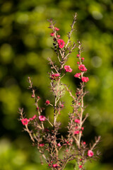 red and yellow flowers