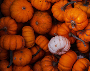 Montón de calabazas naranjas y una blanca