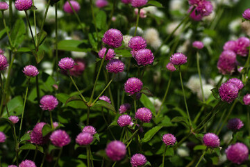 pink flowers in the field