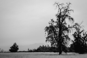 arbol en un dia nublado en blanco y negro