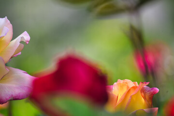 Fototapeta na wymiar 薔薇園に咲くオレンジ色とピンク色の幻想的なバラの花（絵画風）