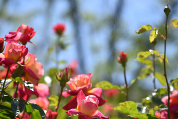 満開の薔薇園に咲く可憐なピンクのバラの花