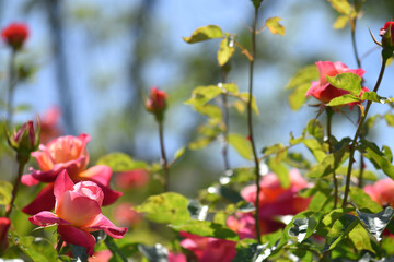 満開の薔薇園に咲く可憐なピンクのバラの花