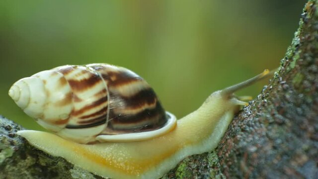 the snail clings to the breadfruit tree