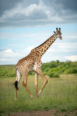 African Masai giraffe walking in grass land and dramatic cloudy sky in Masai Mara, kenya