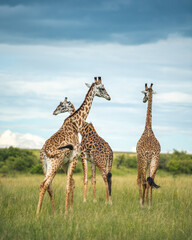 African Masai giraffe walking in grass land and dramatic cloudy sky in Masai Mara, kenya