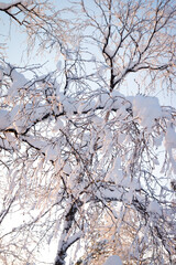 Winter forest. Sunrise, soft blue and pink tones.