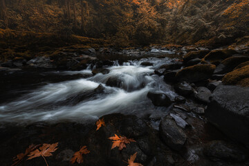 Beautiful tranquil creek flows through dark lush autumn woodland forest landscape on a fall morning in the Pacific Northwest