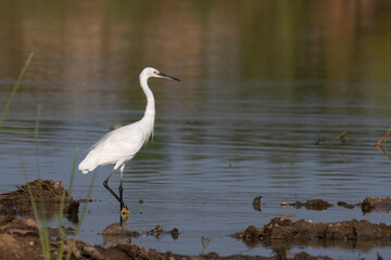 Great White Egret or Great White Heron looking for food