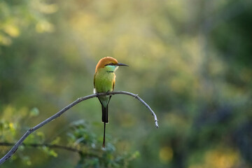 Bee-eater , beautiful bird sitting on the branch