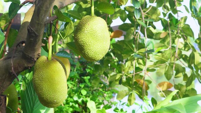 Fresh Jackfruits on Jackfruit Tree in the garden.