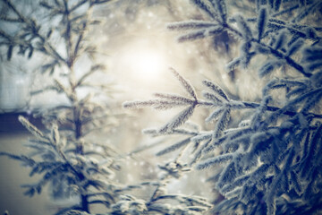 Branches of spruce in frost and snow.