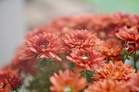 Orange color fall Mum chrysanthemum   