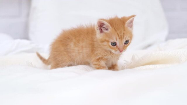 4k Little red ginger striped kitten walking on bed at home. Kitty turns and looks at camera. Healthy adorable domestic pets and cats