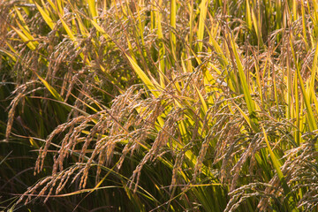 Ripe rice plants glowing in the morning sun