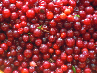 red currant berries