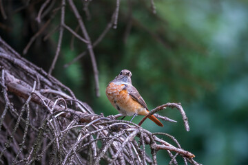 The common redstart female, Phoenicurus phoenicurus, is photographed in close-up sitting on a branch against a blurred background.
