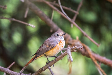 The common redstart female, Phoenicurus phoenicurus, is photographed in close-up sitting on a branch against a blurred background.
