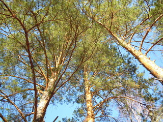 trees in the forest