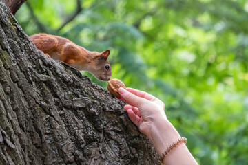 A woman feeding a squirrel in the summer park
