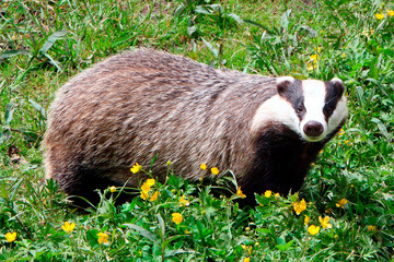 Europäischer Dachs © artfocus