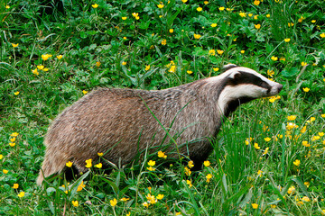 Europäischer Dachs © artfocus