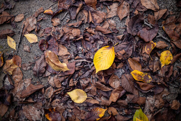 Yellow fallen leaves
