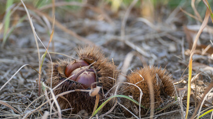 落ちた栗の実。