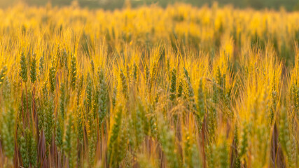 sunny morning field of golden wheat, summer landscape.