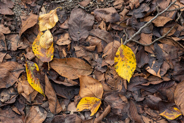 Dead leaves in the park