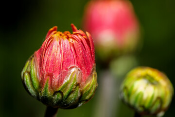 Garden varietal decorative chrysanthemum