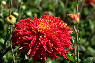 Garden varietal decorative chrysanthemum
