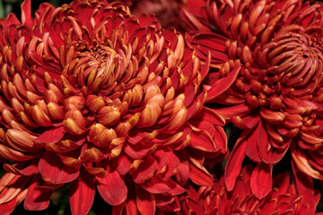 Garden varietal decorative chrysanthemum