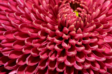 Garden varietal decorative chrysanthemum